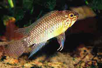 Apistogramma geisleri